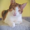 Neyla sucht ein liebevolles Zuhause