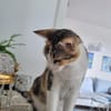 Liebe, junge Katze Lulu