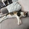 Liebe, junge Katze Lulu