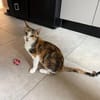 Liebe, junge Katze Lulu