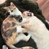 Liebe, junge Katze Lulu