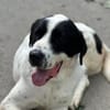 LUCKY - mit einem Herzen aus Gold