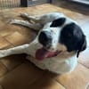 LUCKY - mit einem Herzen aus Gold