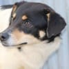 Bia - verspielt u. zutraulich