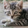 Katzenkind Floh