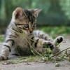 Katzenkind Floh