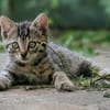 Katzenkind Floh