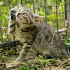Katzenkind Floh