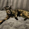 Wirbelwind Salsa sucht ein Zuhause