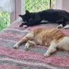 Liebe Katzen-Senioren Amy & Micky