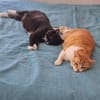 Liebe Katzen-Senioren Amy & Micky