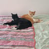 Liebe Katzen-Senioren Amy & Micky