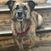 MARTI - liebevoller, sanfter Hundemann