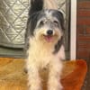 HAGRID, Mix, geb. 03/2019