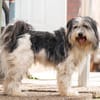HAGRID, Mix, geb. 03/2019