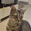 Maïa