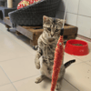 Maïa