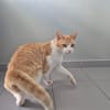 TAMTAM