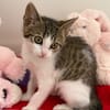 Chatounette (En cours d'adoption)