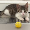 Chatounette (En cours d'adoption)