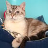 MIAOUCHA