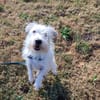 SPIKE QCN ( a trouvé sa famille)