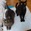 PAZIA ET BLYRA À ADOPTER ENSEMBLE