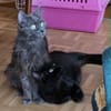PAZIA ET BLYRA À ADOPTER ENSEMBLE