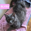PAZIA ET BLYRA À ADOPTER ENSEMBLE
