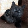 CONNOR ADOPTABLE AVEC UN CHAT DÉJÀ PRÉSENT CHEZ VOUS