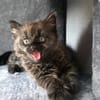 CONNOR ADOPTABLE AVEC UN CHAT DÉJÀ PRÉSENT CHEZ VOUS