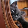 CONNOR ADOPTABLE AVEC UN CHAT DÉJÀ PRÉSENT CHEZ VOUS
