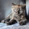 CONNOR ADOPTABLE AVEC UN CHAT DÉJÀ PRÉSENT CHEZ VOUS