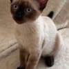 ORZA A ADOPTER EN DUO OU SEUL SI DÉJÀ UN CHAT PRÉSENT CHEZ VOUS