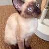 ORZA A ADOPTER EN DUO OU SEUL SI DÉJÀ UN CHAT PRÉSENT CHEZ VOUS