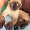 ORZA A ADOPTER EN DUO OU SEUL SI DÉJÀ UN CHAT PRÉSENT CHEZ VOUS