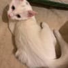 EVANIA À ADOPTER EN DUO OU SEUL SI DÉJÀ UN CHAT PRÉSENT CHEZ VOUS
