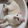 EVANIA À ADOPTER EN DUO OU SEUL SI DÉJÀ UN CHAT PRÉSENT CHEZ VOUS