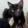 RISTRO À ADOPTER EN DUO OU SEUL SI DÉJÀ UN CHAT PRÉSENT CHEZ VOUS