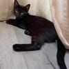 RISTRO À ADOPTER EN DUO OU SEUL SI DÉJÀ UN CHAT PRÉSENT CHEZ VOUS