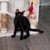 RISTRO À ADOPTER EN DUO OU SEUL SI DÉJÀ UN CHAT PRÉSENT CHEZ VOUS