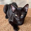 RISTRO À ADOPTER EN DUO OU SEUL SI DÉJÀ UN CHAT PRÉSENT CHEZ VOUS