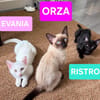 RISTRO À ADOPTER EN DUO OU SEUL SI DÉJÀ UN CHAT PRÉSENT CHEZ VOUS