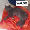 WALDO