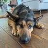Treue Kira sucht ihre Familie