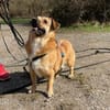 verschmuster Charlie sucht sein Zuhause!