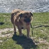 verschmuster Charlie sucht sein Zuhause!