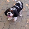Rozi  sanfte Cavalier-Seele sucht ein Zuhause mit Geborgenh