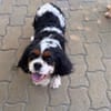 Rozi  sanfte Cavalier-Seele sucht ein Zuhause mit Geborgenh