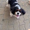 Rozi  sanfte Cavalier-Seele sucht ein Zuhause mit Geborgenh